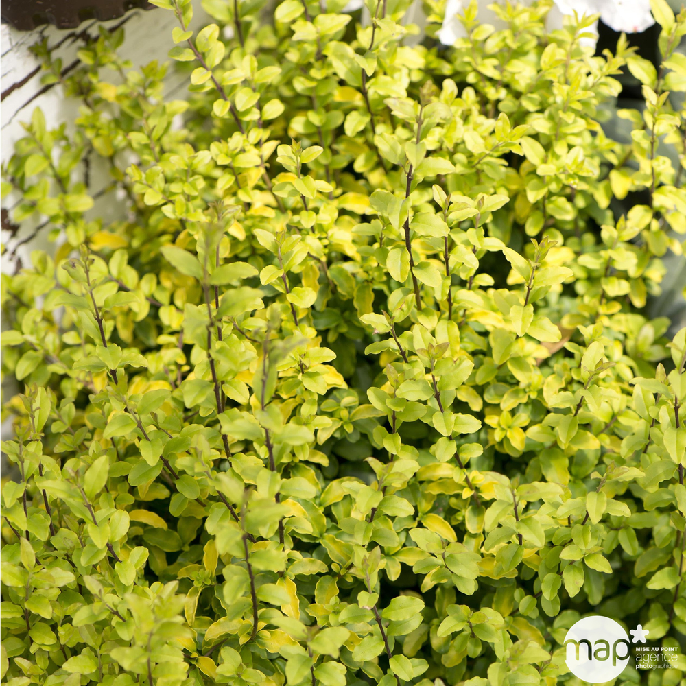 Ligustrum sinense 'Sunshine':pot 10L