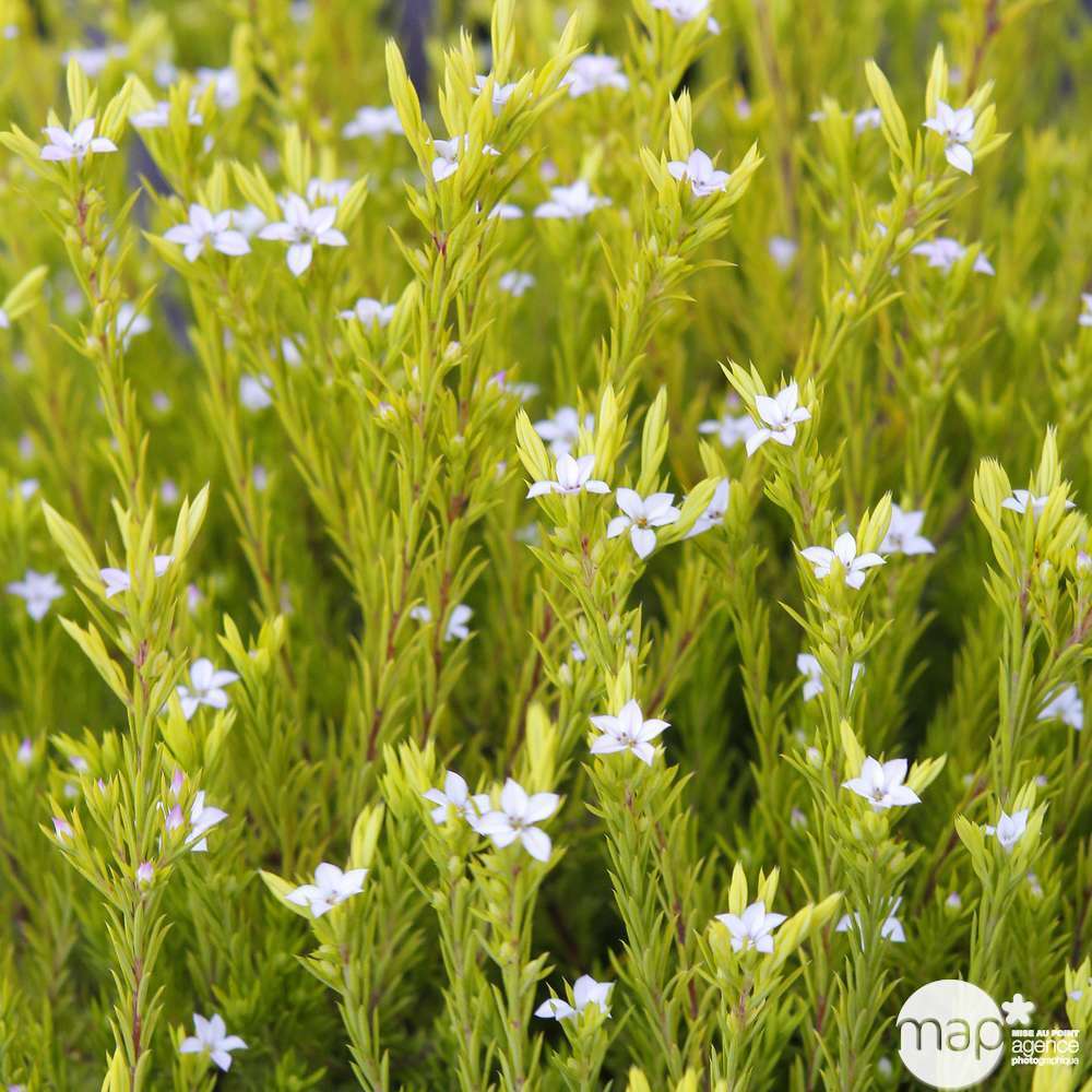 Diosma 'Sunset Gold':pot 3L