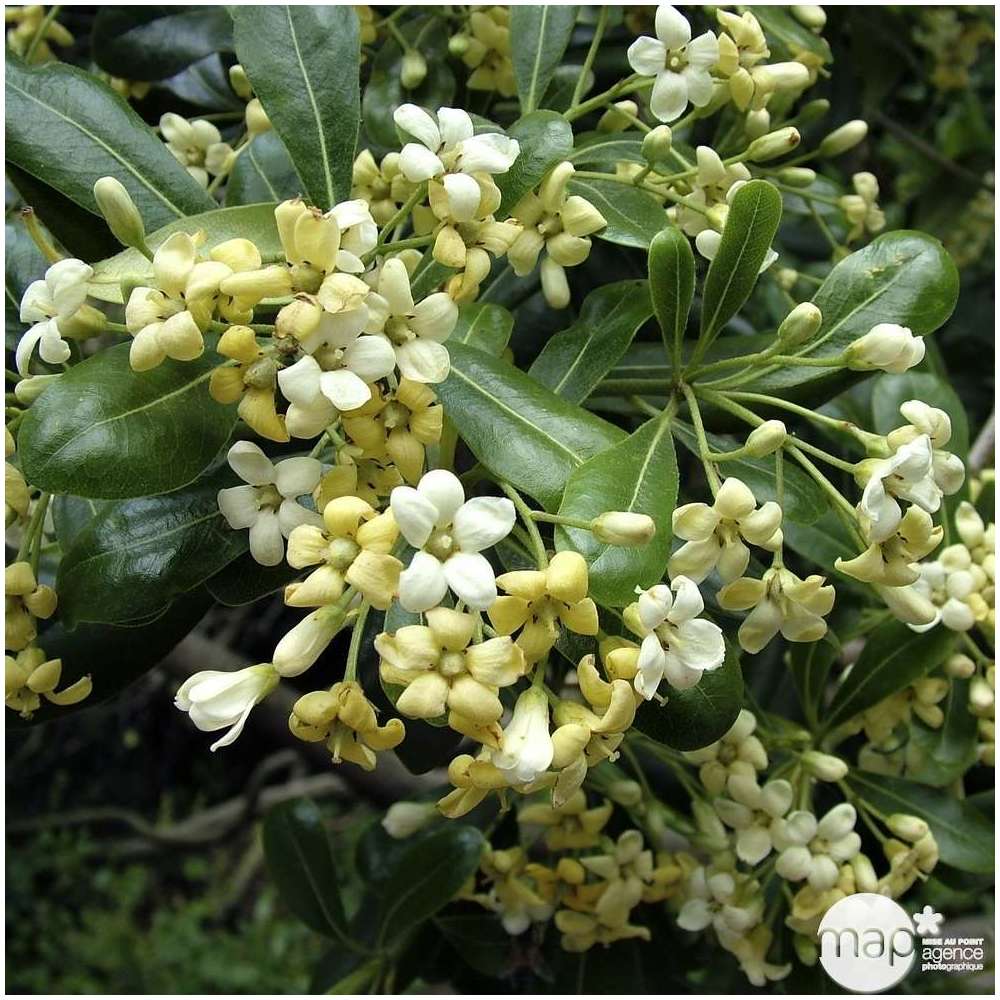 Pittosporum tobira:pot 7. 5L