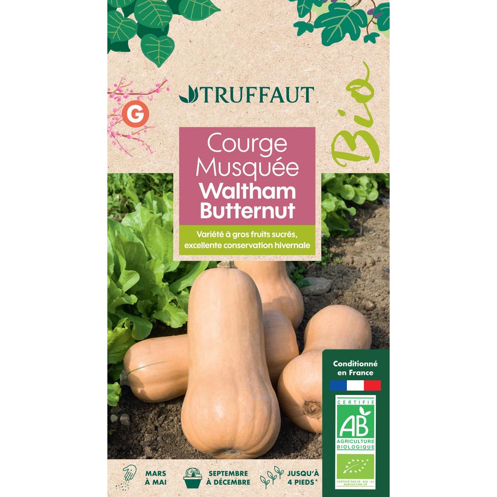 Graines de Courge musquée Waltham Butternut BIO