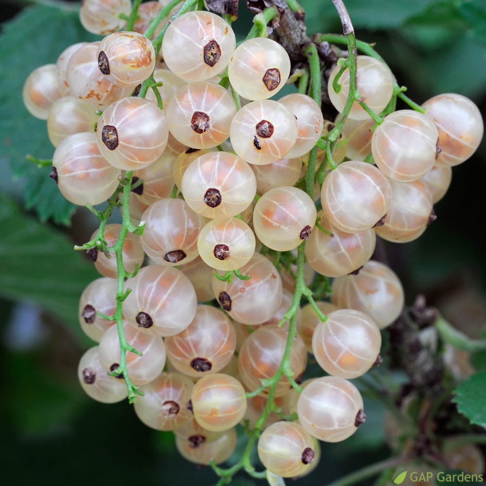 Groseillier à grappes blanc 'Blanka' bio : pot de 3 litres