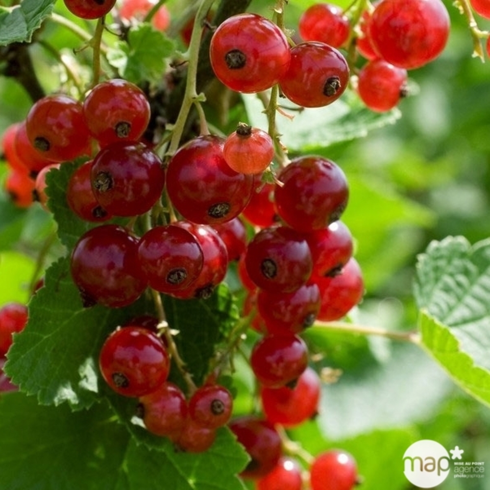 Groseillier à grappes rouge 'Jonkheer van Tets' bio : pot de 3 litres