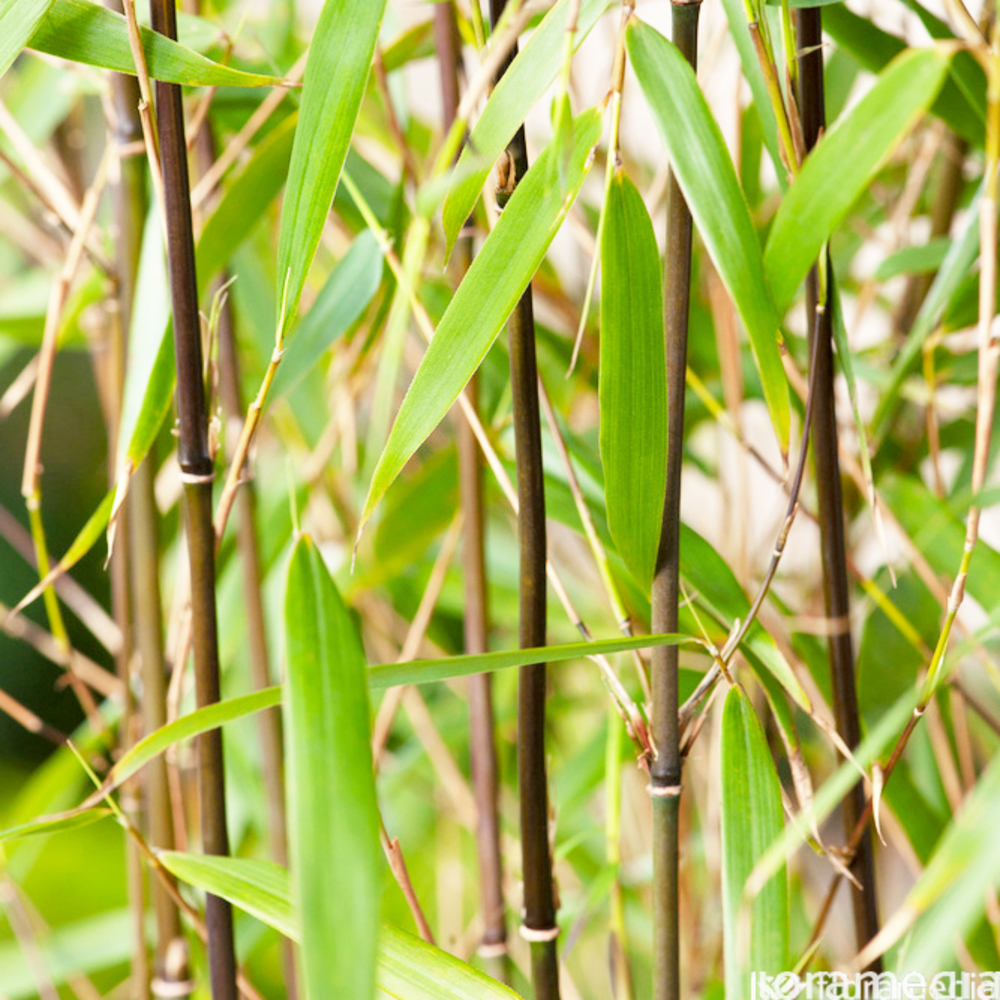 Bambou non-traçant fargesia scabrida 'Asian Wonder' 100/120 cm: pot 5L