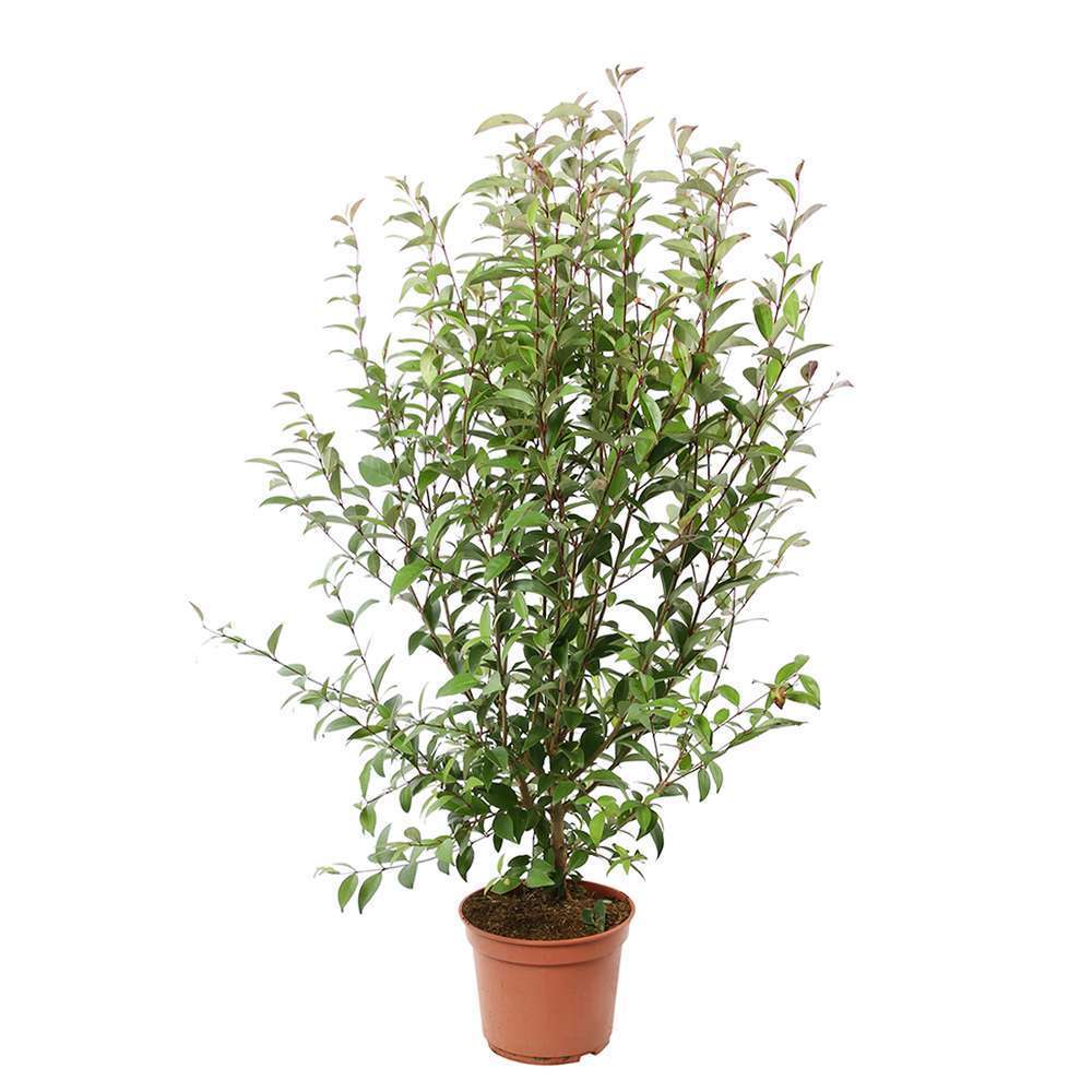Ligustrum Japonicum pot 5L