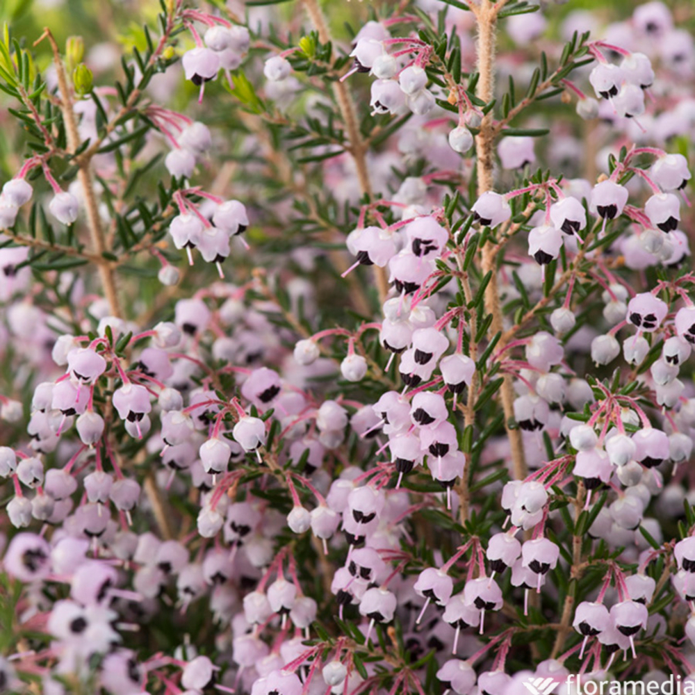 Erica canaliculata :pot 3L
