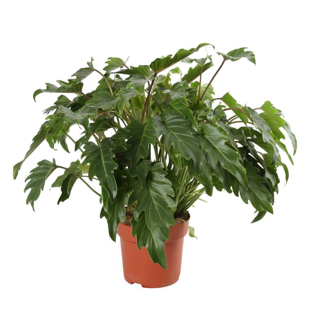 Philodendron Xanadu pot D21cm