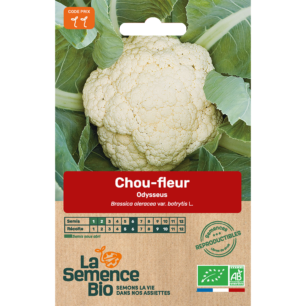Graines potagères Chou-fleur Odysseus bio 0,1g