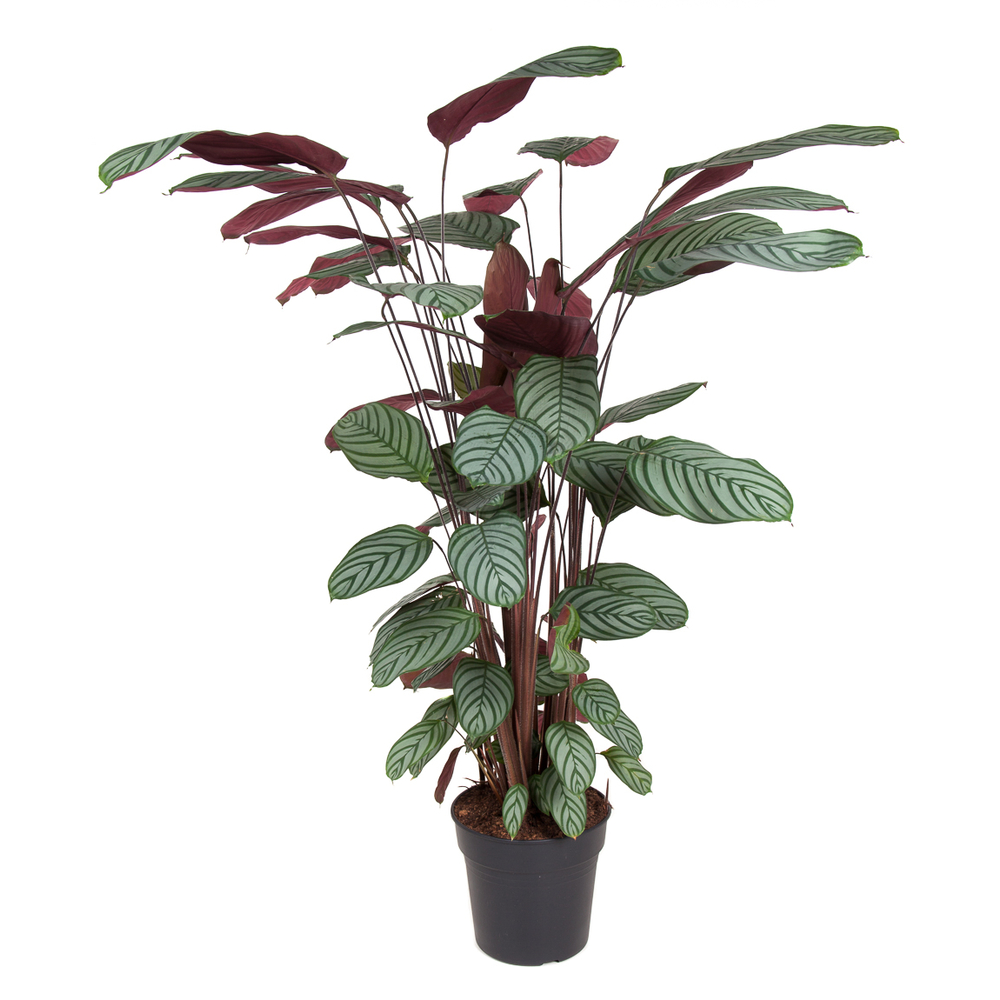Calathéa oppenheimiana pot D27cm