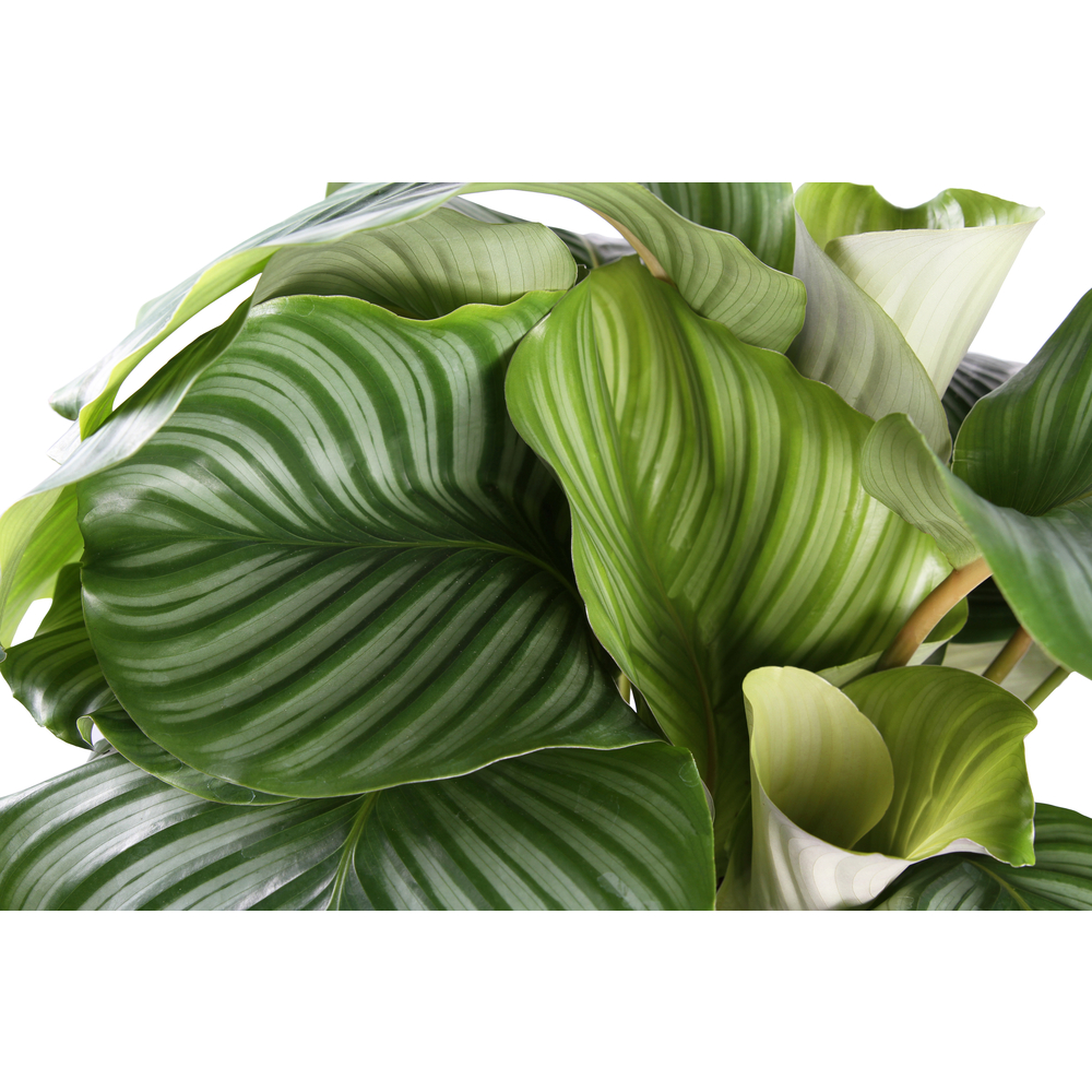 Calathea orbifolia pot D27cm