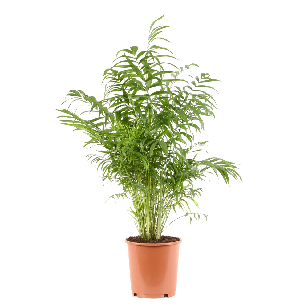 Chamaedora (palmier nain) pot D24cm