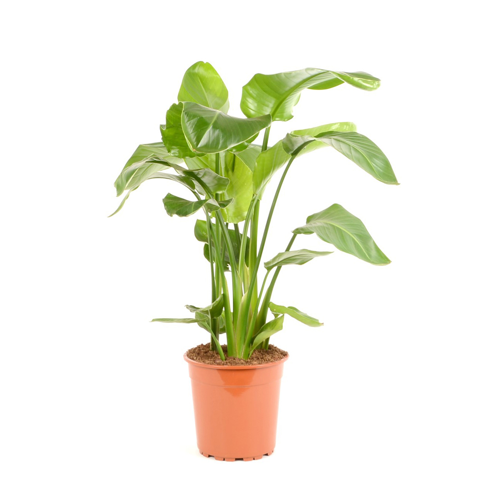 Strelitzia Nicolai pot D24cm