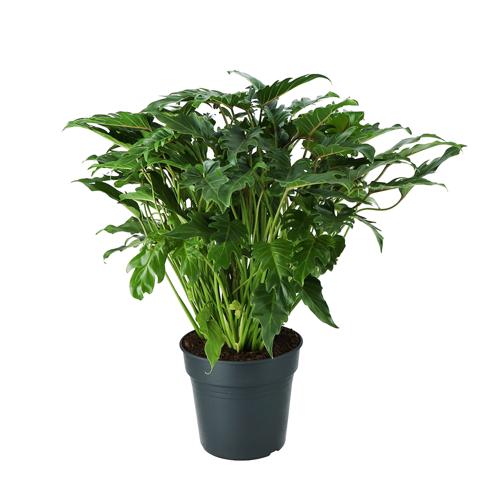 Philodendron Xanadu pot D27cm