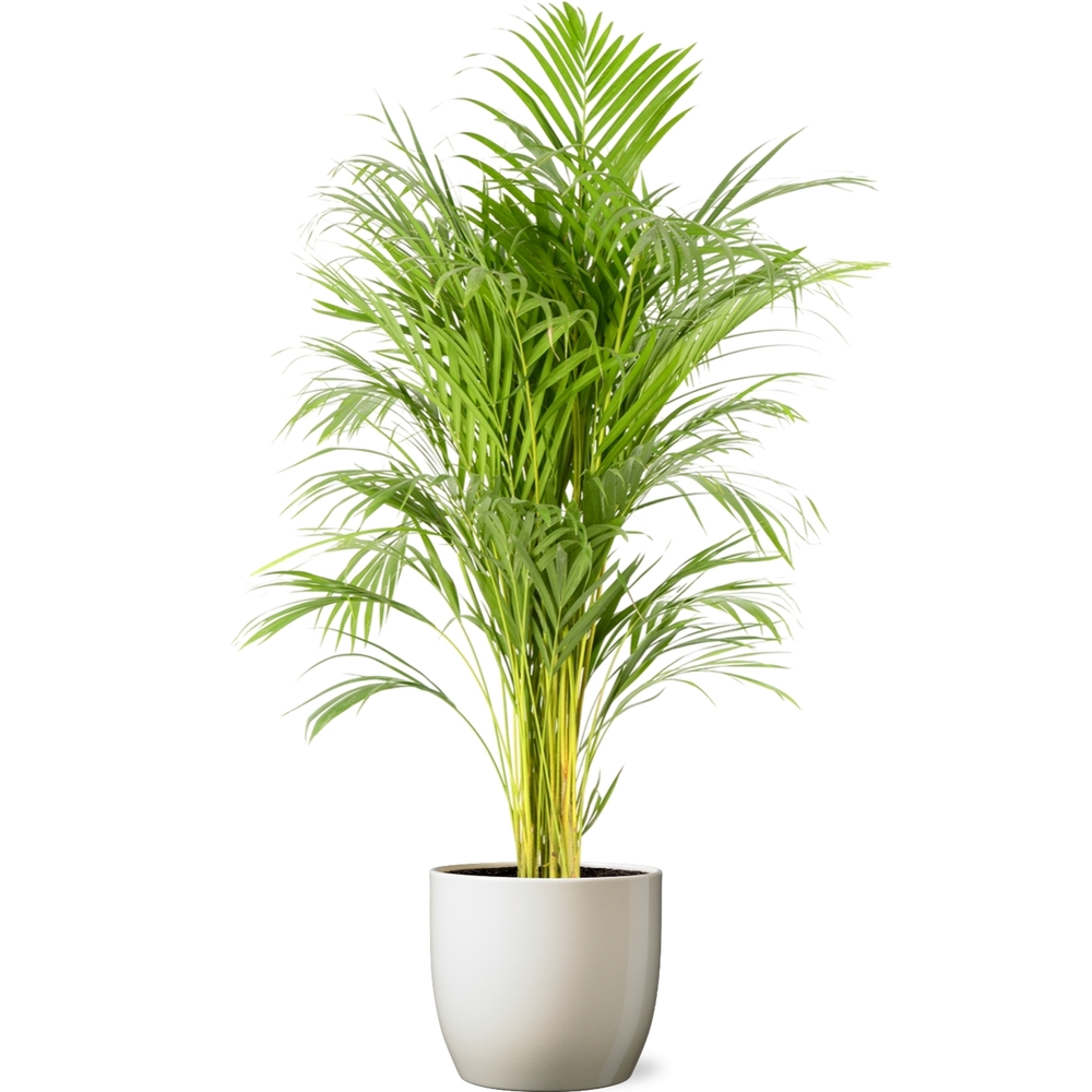 Areca - Cache-pot sable : D. 21cm