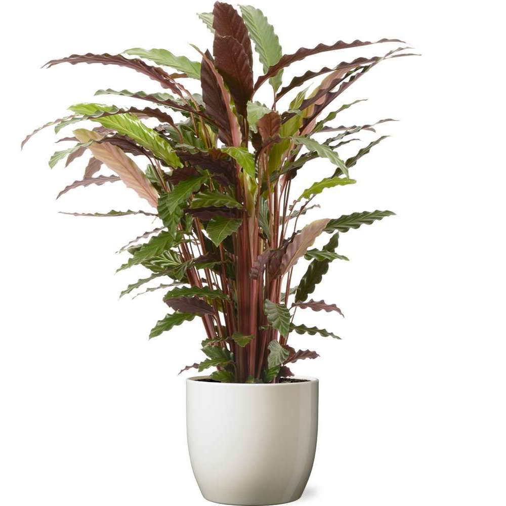 Pot pour plante et son cache pot rouge brun - Collection Brasil (lignes  horizontales)