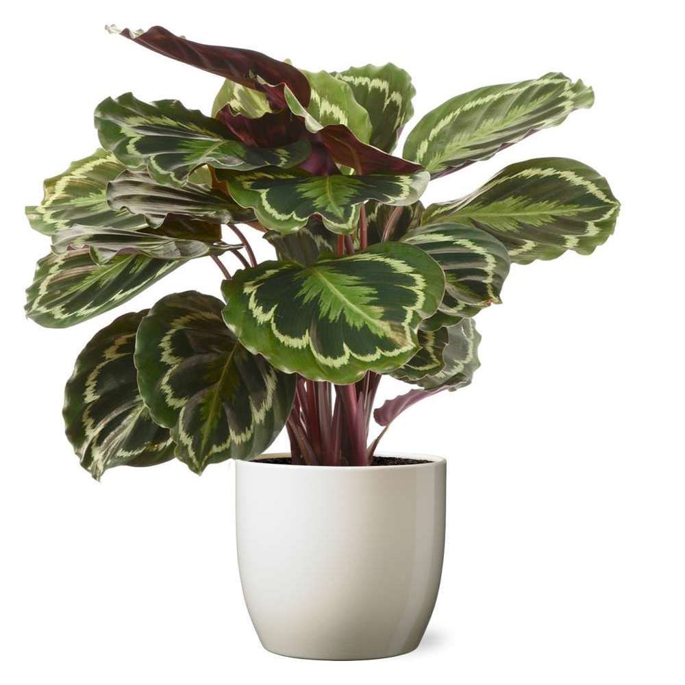 Calathea Medaillon pot D19cm cache-pot sable