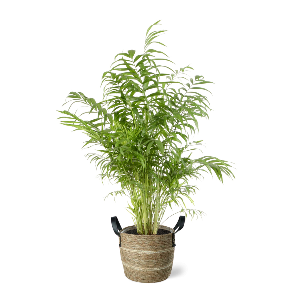 Chamaedora (palmier nain) pot déco clair D24cm