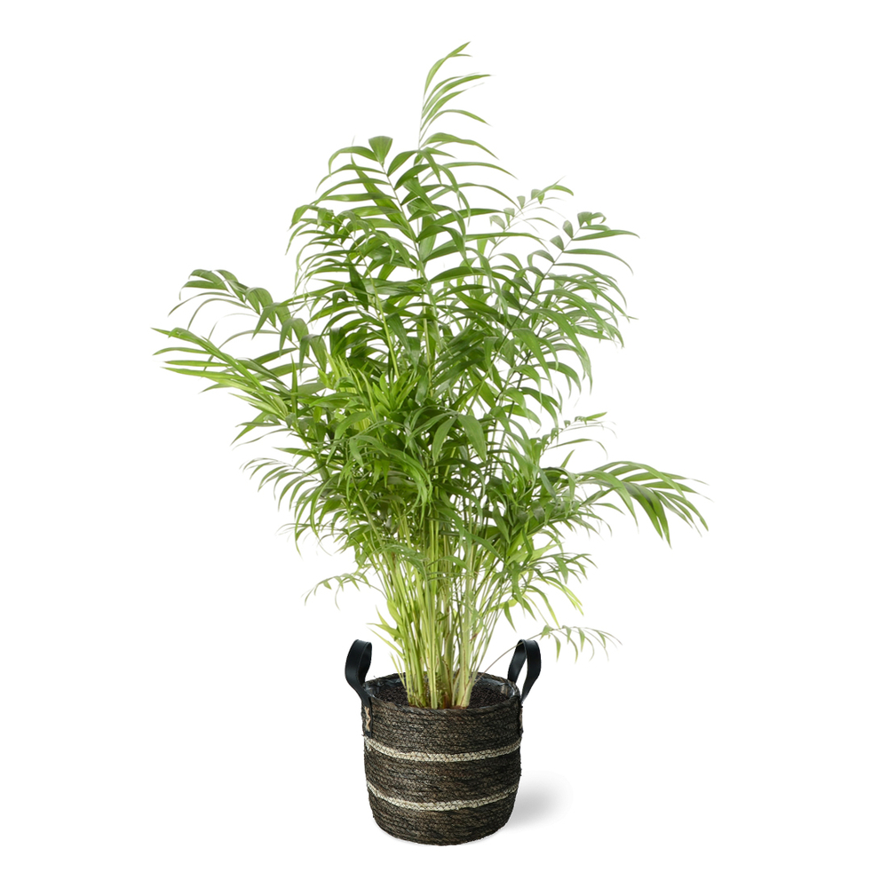 Chamaedora (palmier nain) pot déco foncé D24cm