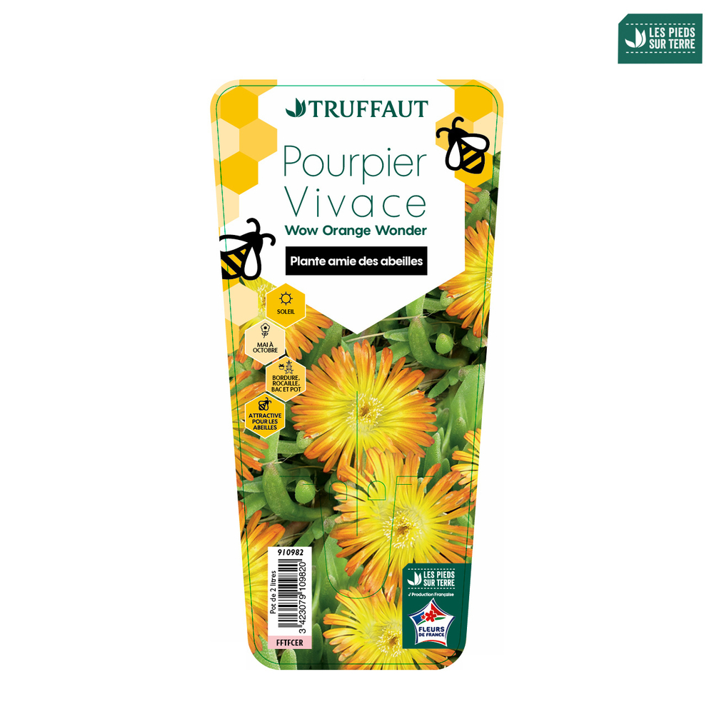 Delosperma Pourpier vivace 'WoW Orange Wonder'® pot 2L