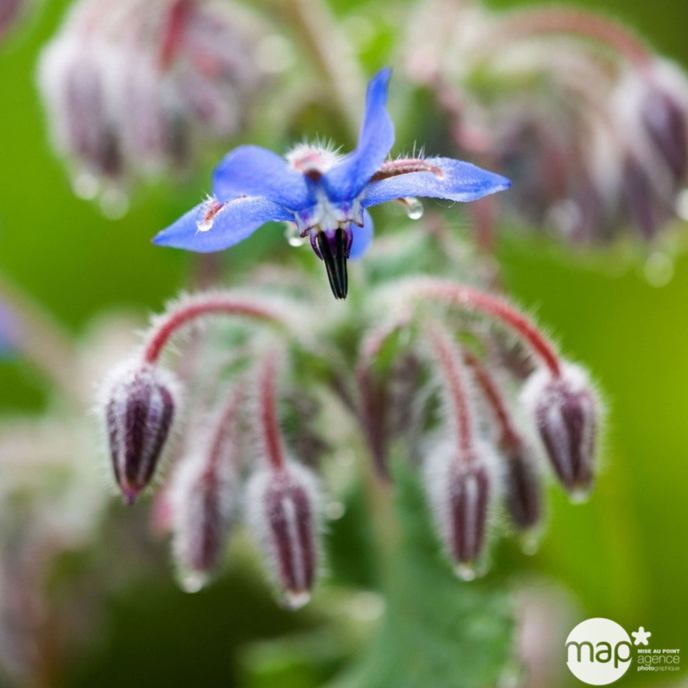 Plants de Bourrache pot 1L