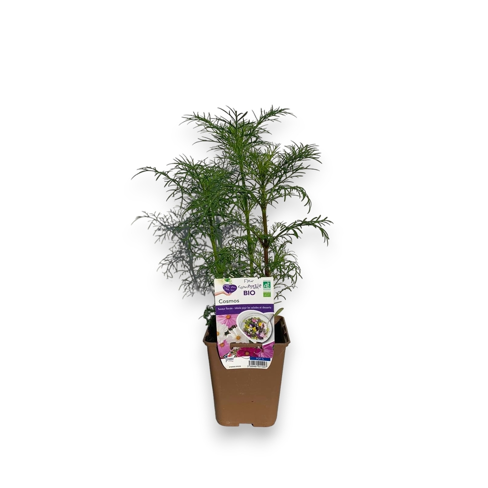 Plant de Cosmos 'Sensation' Bio : pot de 1L