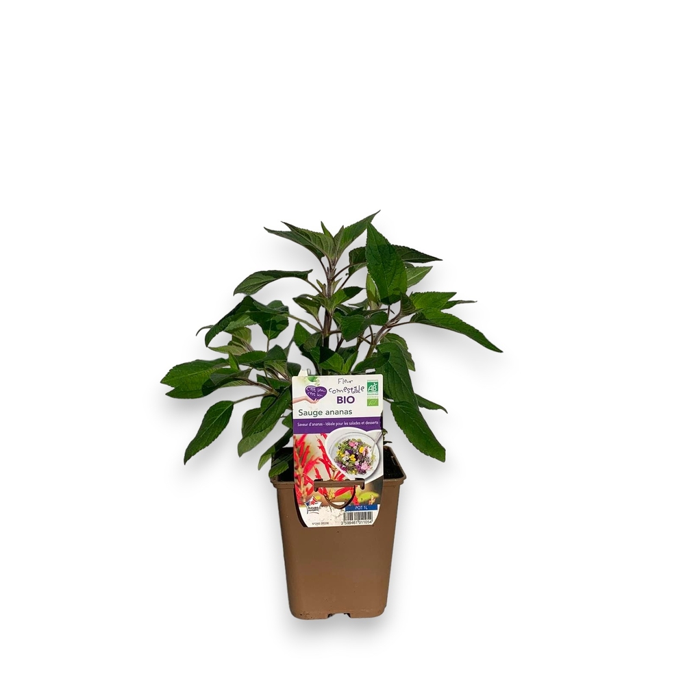 Plant de sauge ananas Bio : pot de 1L