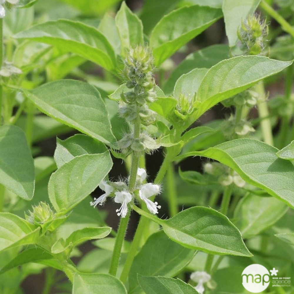 Pot basilic citron AB : pot de 1L