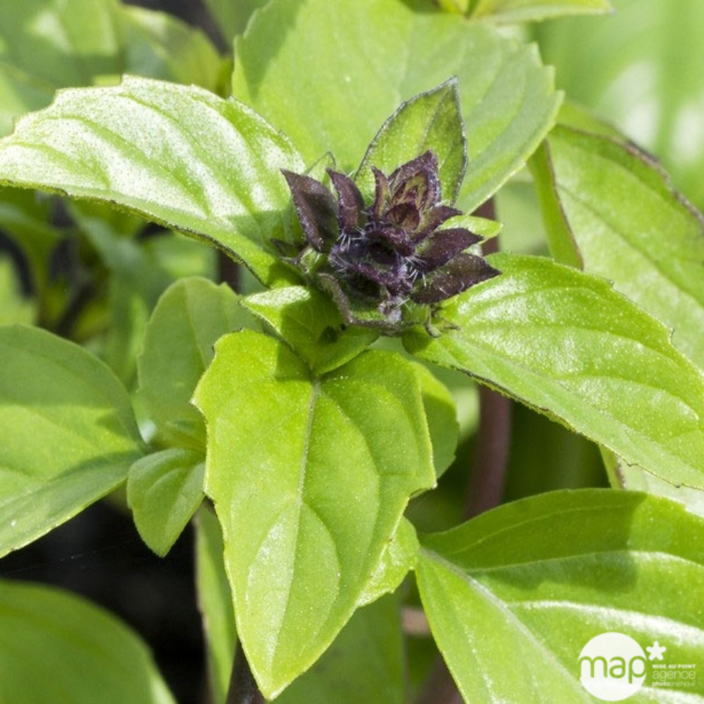 Pot basilic thaï AB : pot de 1L