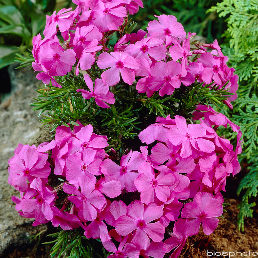 Phlox nain 'Mcdaniel's Cushion' :godet