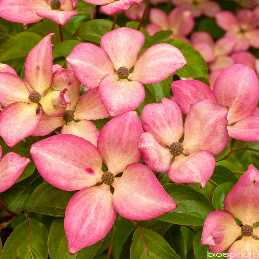 Cornus kousa 'Satomi': pot 30L