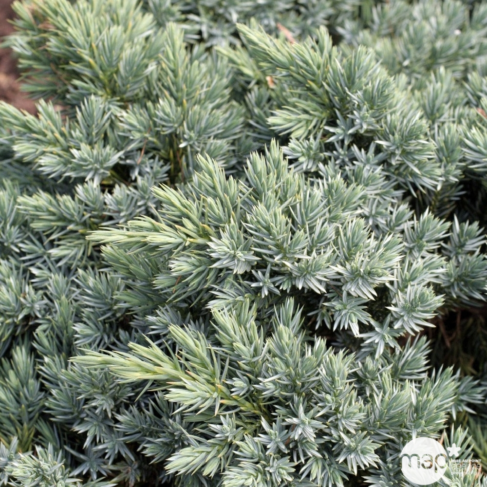 Juniperus blue star H. 25/30cm : Pot 5L