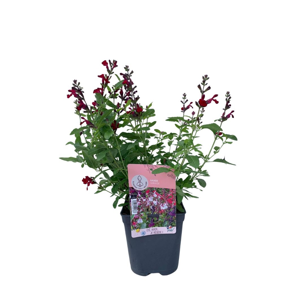 Sauge Greggi 'Mirage' : pot de 2L