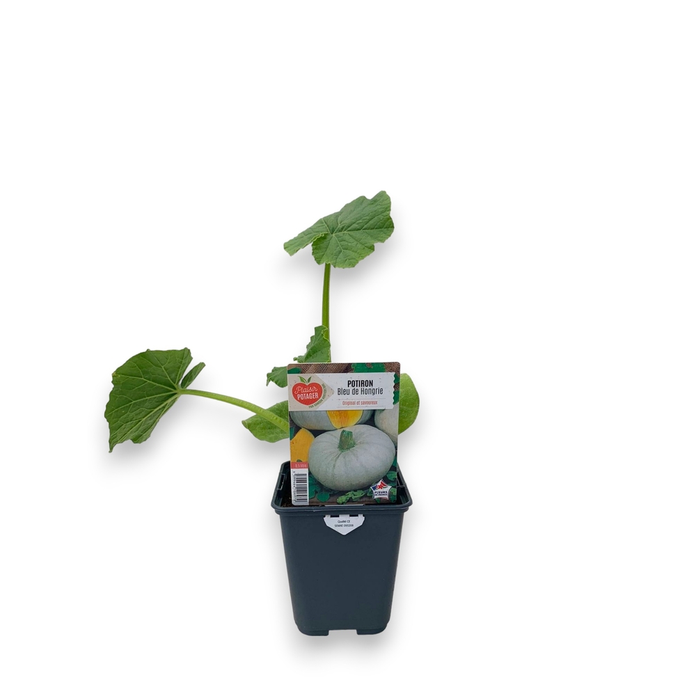 Courge 'Bleu de Hongrie' : pot 0,5L