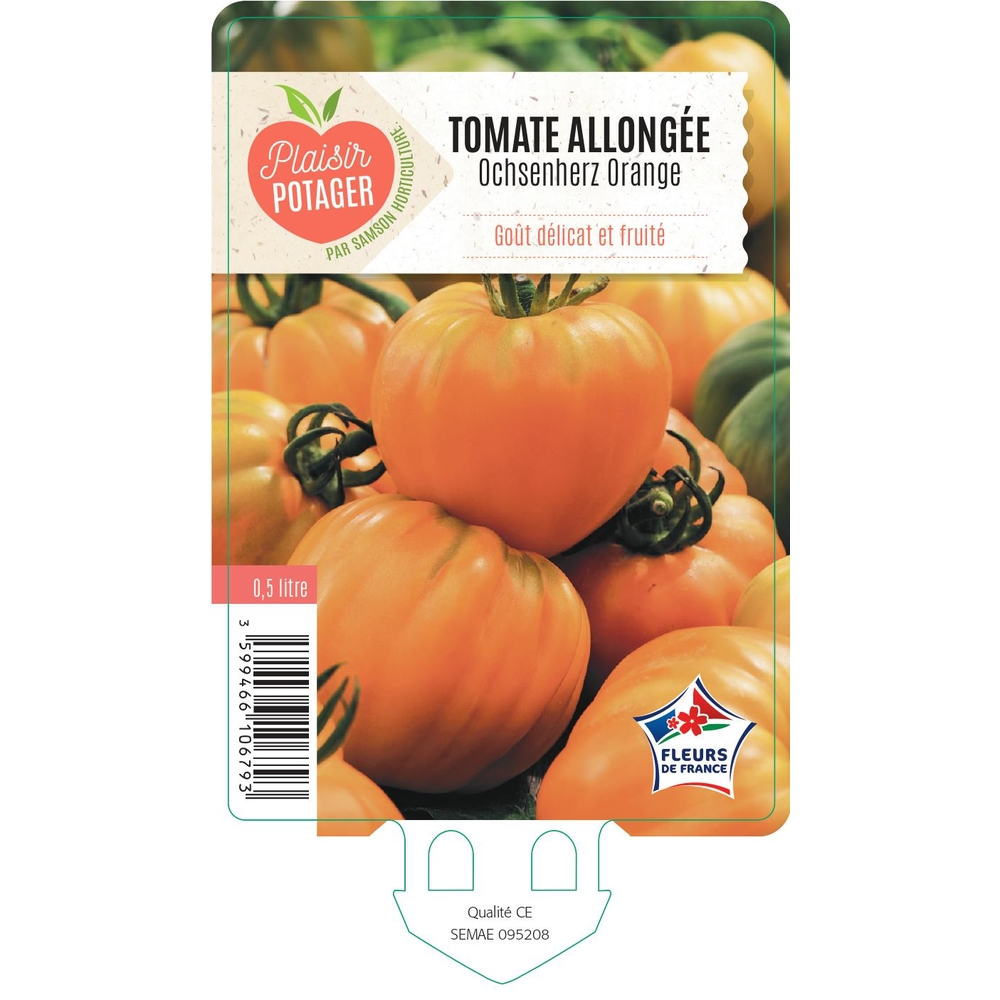 Plant de Tomate 'Ochsenherz Orange' - Pot 0,5L