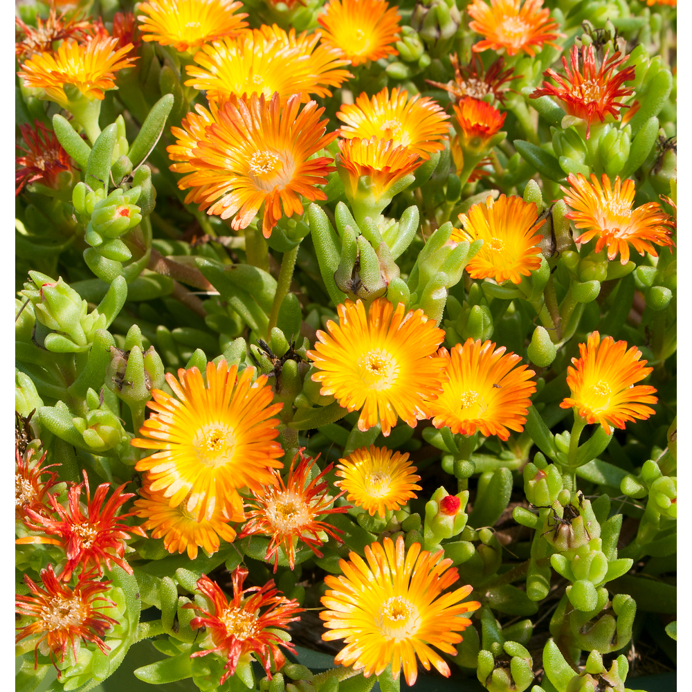 Delosperma Pourpier vivace 'WoW Orange Wonder'® : pot 1L