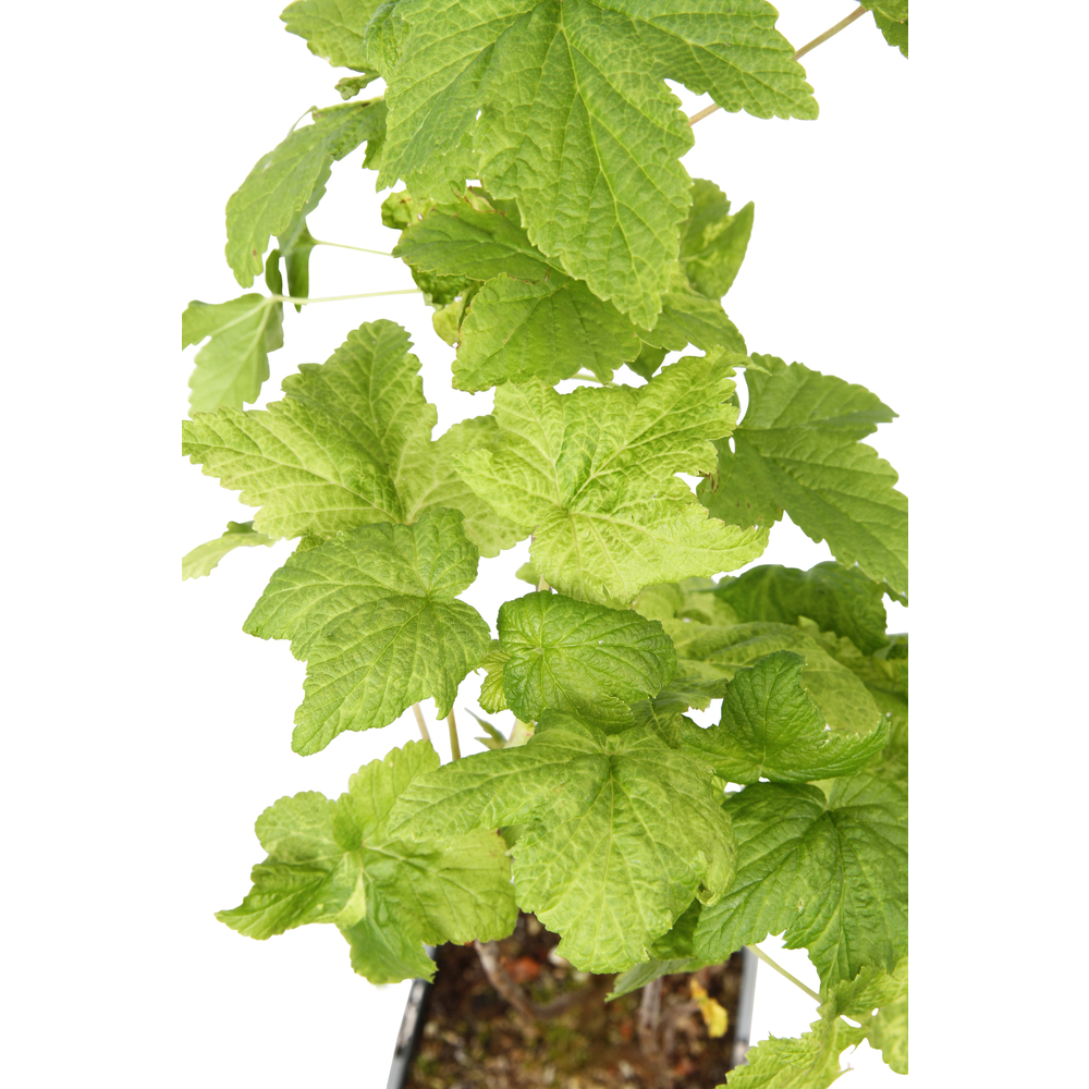 Cassis 'Black Marble'® : AB pot 1. 5L