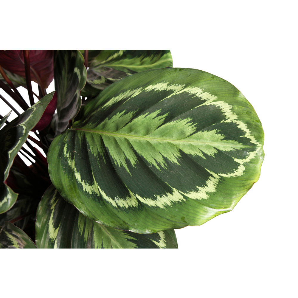 Calathea 'Medaillon', pot Ø27 cm