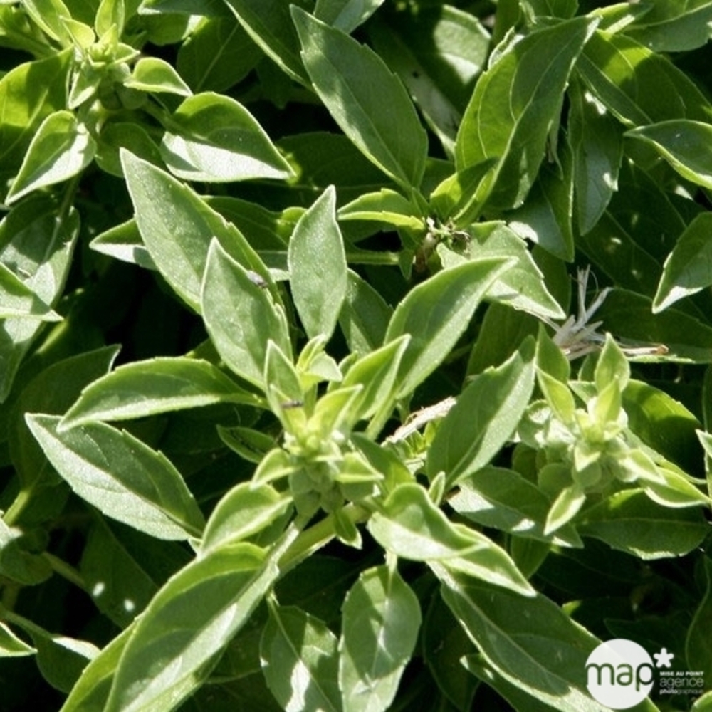 Plants de basilic fin vert : pot 3L