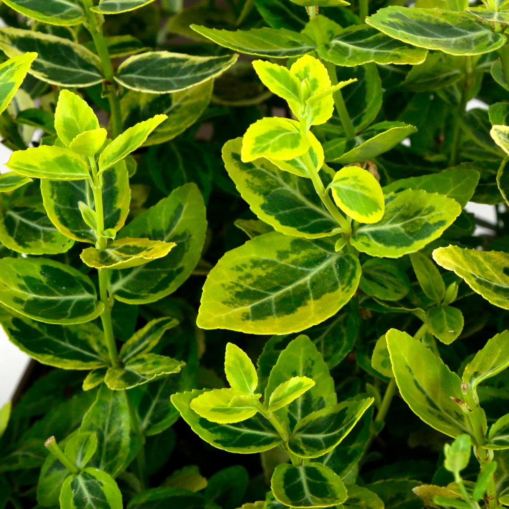 Euonymus fortunei 'Emerald'n gold : pot 3L