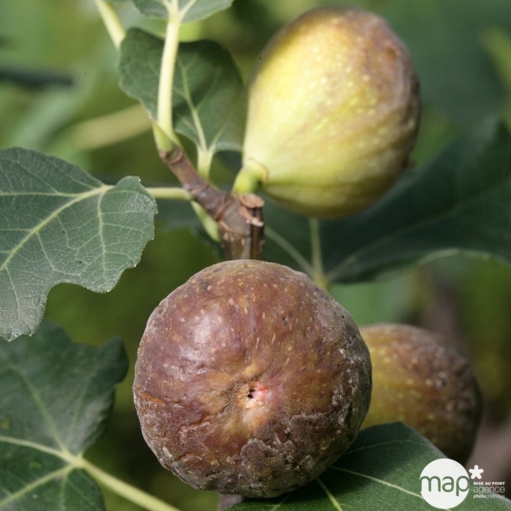 Figuier 'Goutte d'Or': bio 1/4 tige