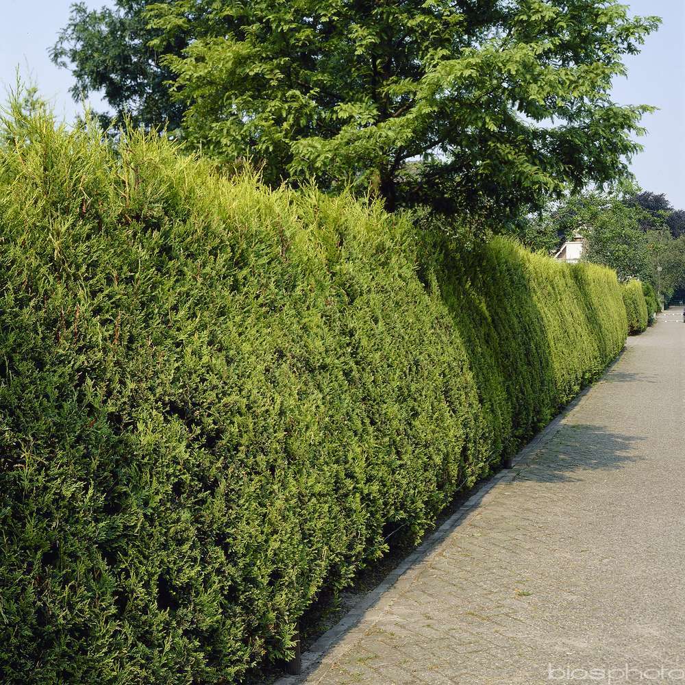 Cupressus macrocarpa 'Goldcrest' : pot 7 litres - H. 125/150cm
