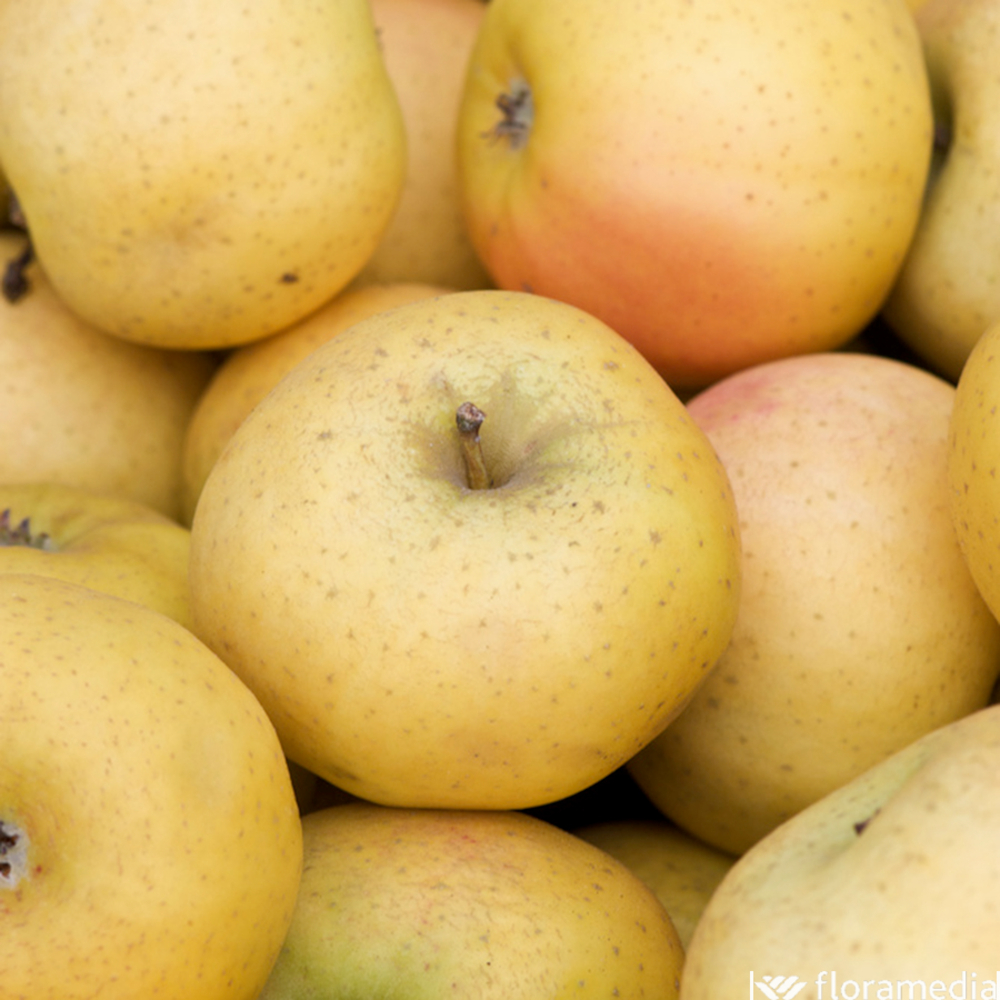 Pommier 'Belchard Chanteclerc' :1/2 tige pot