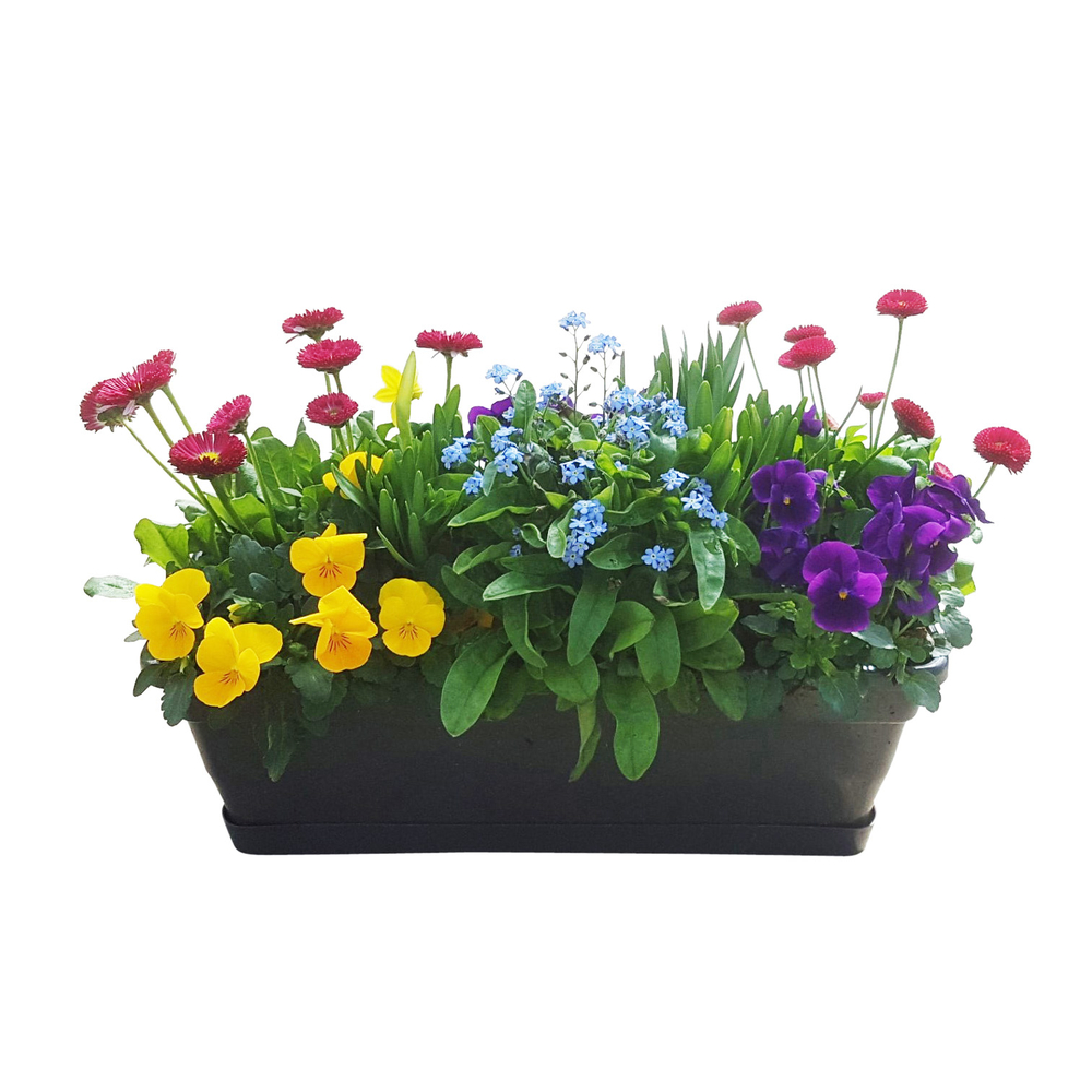 Plante bisannuelle + bulbe : jardinière + soucoupe, D. 40cm