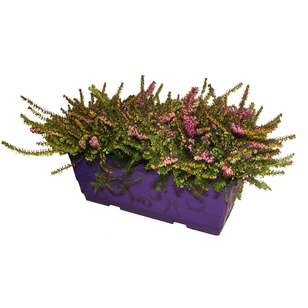 Erica gracilis : jardinière L. 40cm