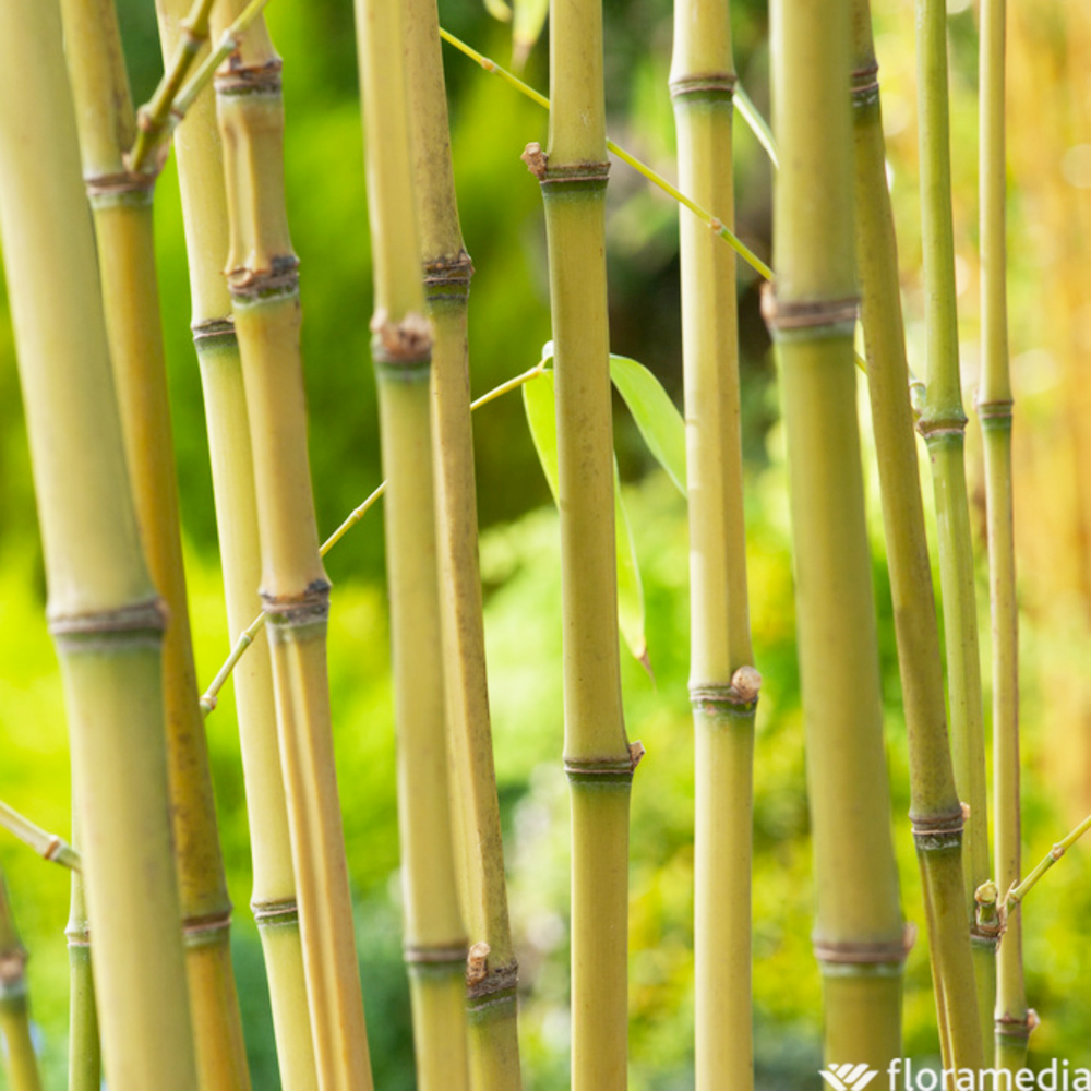 Bambou Phyllostachys aurea : Pot 15L