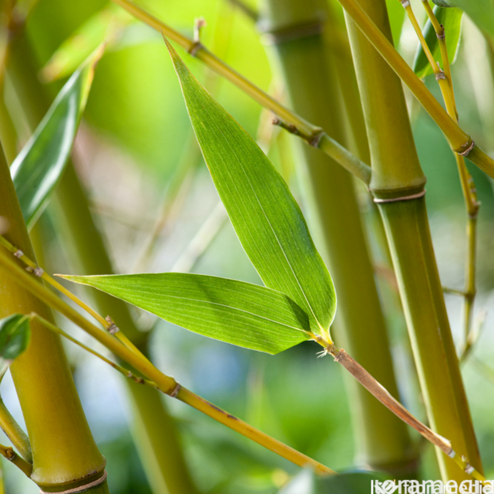 Bambou Phyllostachys bissetii : Pot 15L