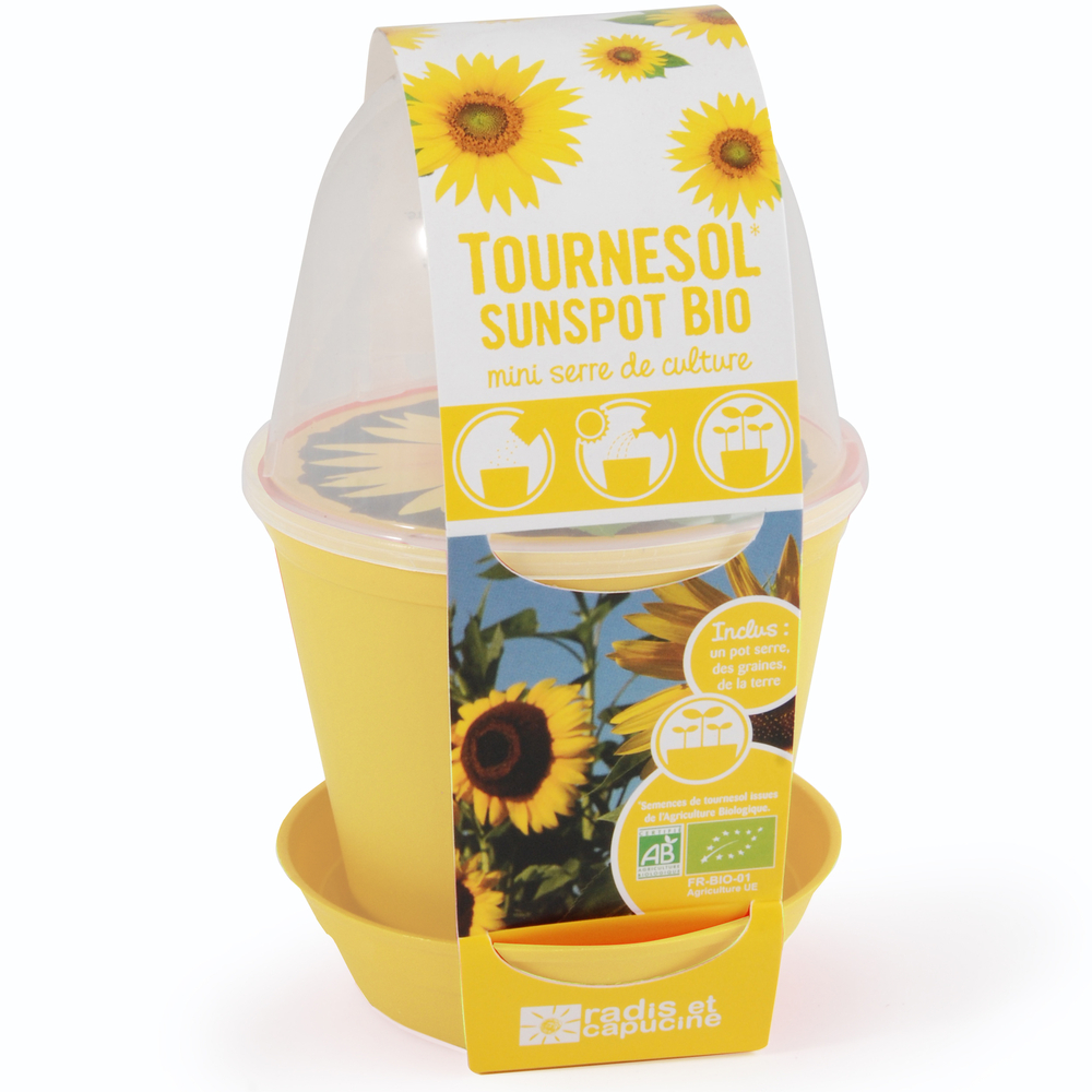 Tournesol à semer : mini serre de culture