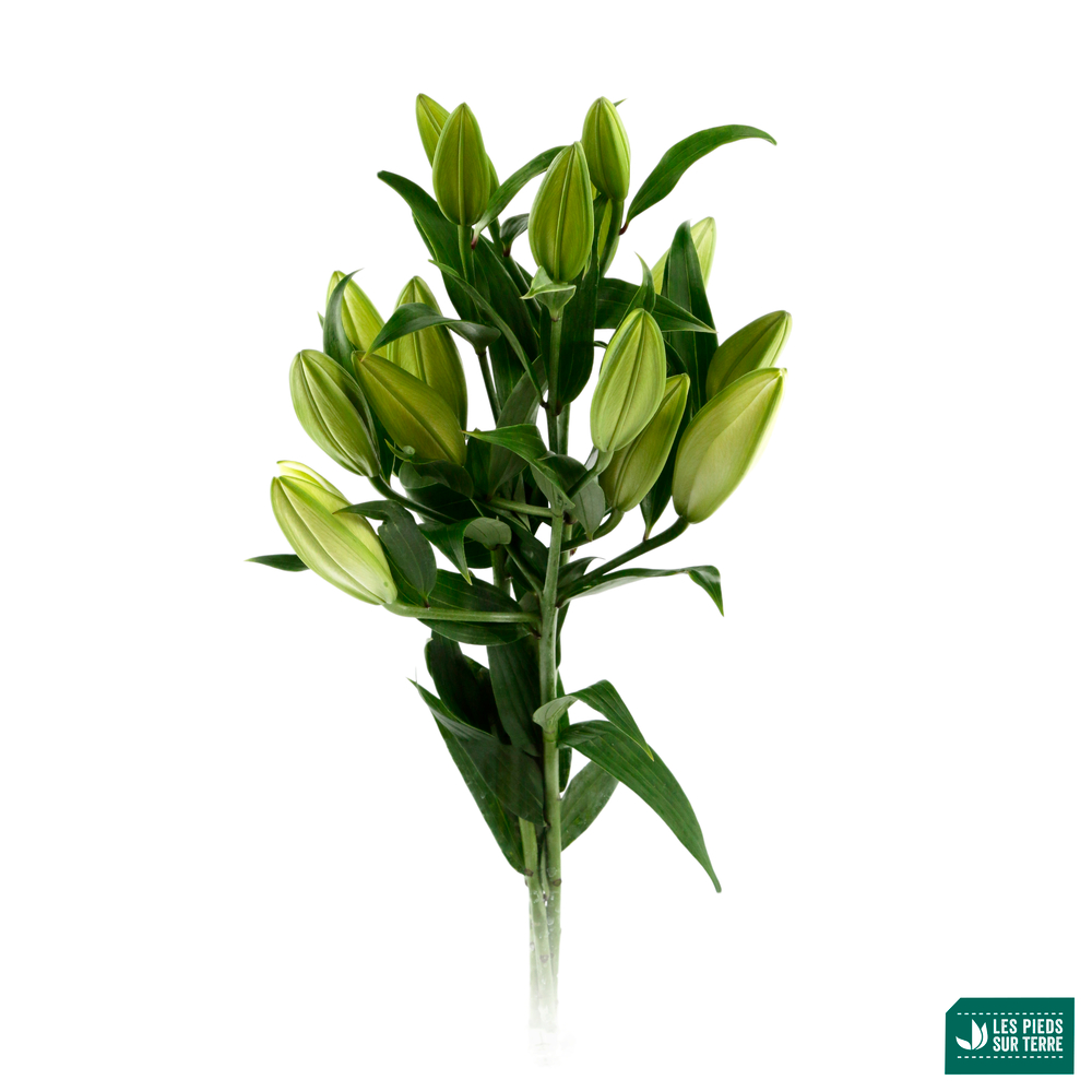 Botte Lys Oriental ''Fleurs de France'' 3 tiges - 60cm