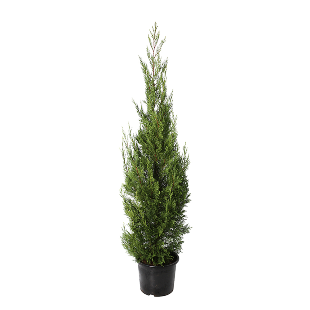 Cupressocyparis leylandii '2001' pot 15L