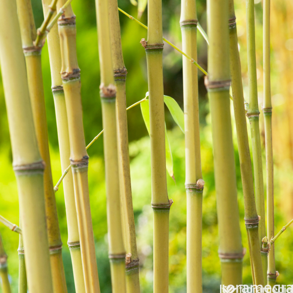 Bambou Phyllostachys aurea : Pot 35L