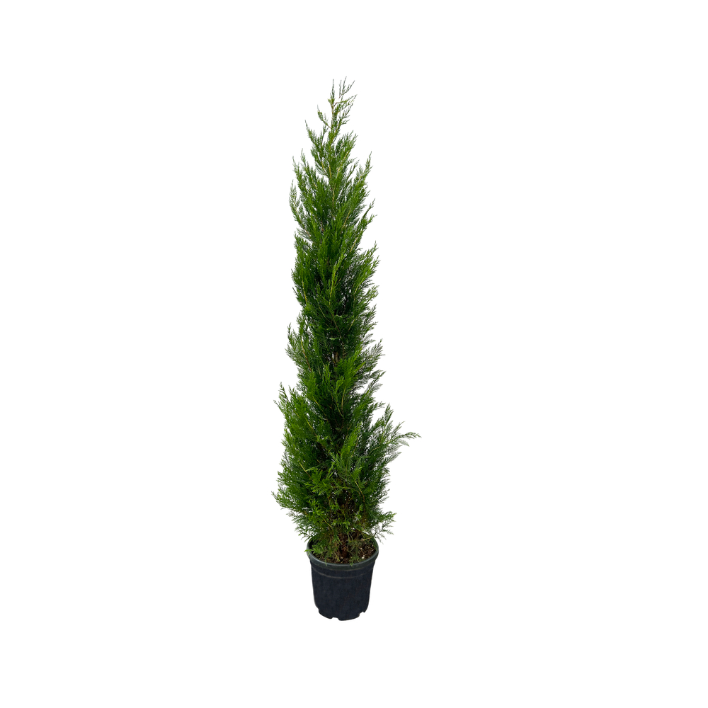 Cupressocyparis leylandii '2001' pot 30L